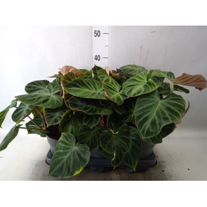 Philodendron verrucosum 'Incensi'