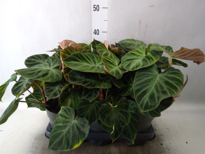 <h4>Philodendron verrucosum 'Incensi'</h4>