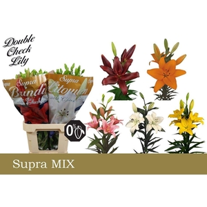 LI LA GEM IN FUST 5+ SUPRA