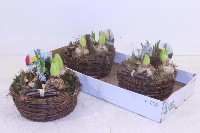 <h4>ARR BOL KNOLGEWAS</h4>