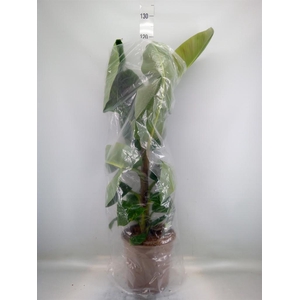 Musa  'Dwarf Cavendish'