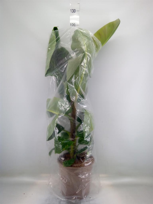 <h4>Musa  'Dwarf Cavendish'</h4>