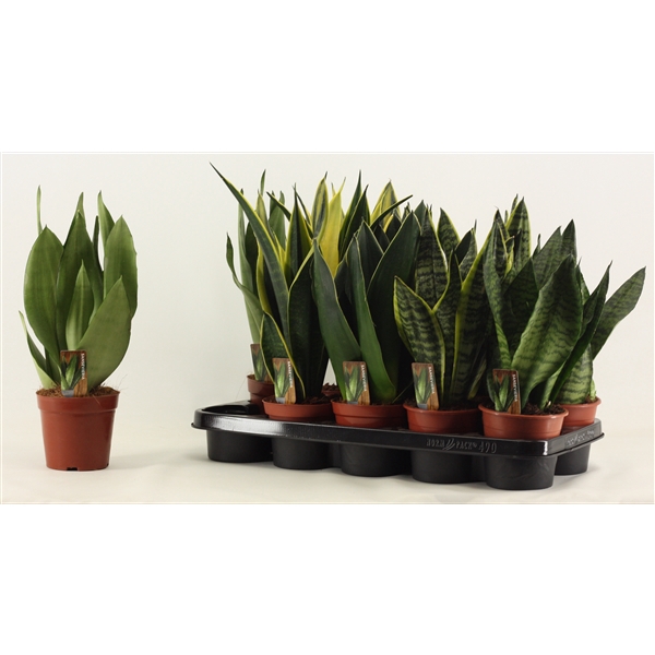 <h4>Sansevieria Super mix 12 cm</h4>