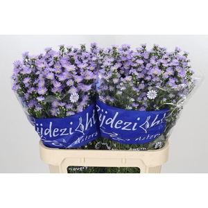 Aster 'Cassandra'