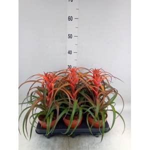 Tillandsia capitata 'Hermosa'