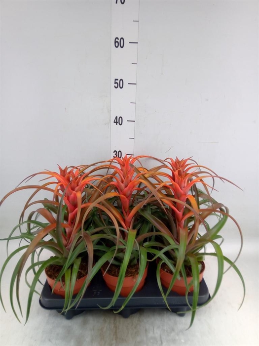 <h4>Tillandsia capitata 'Hermosa'</h4>
