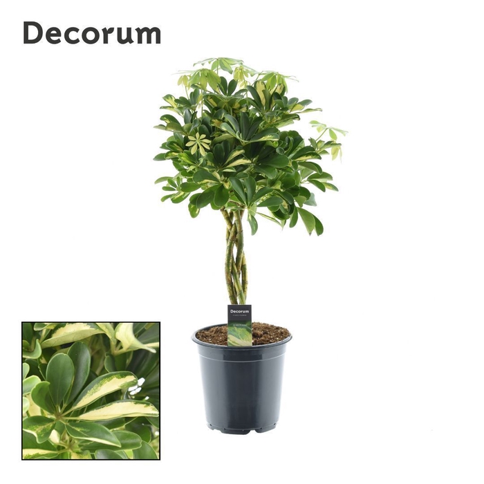 <h4>Schefflera Gold Capella gevlochten stam (Decorum)</h4>