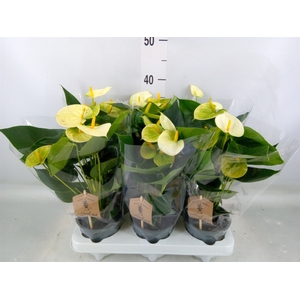 Anthurium andr. 'Vanilla'