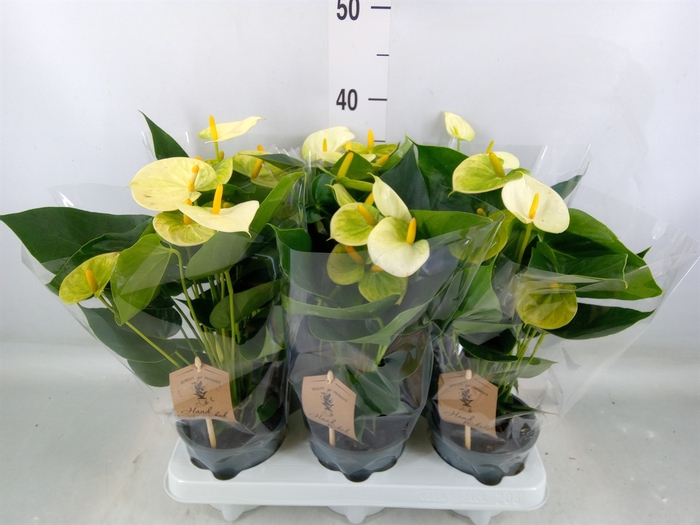 <h4>Anthurium andr. 'Vanilla'</h4>