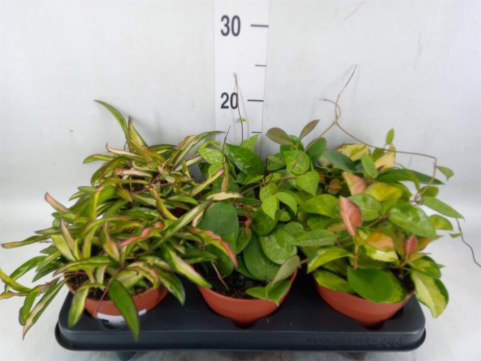 <h4>Hoya carnosa</h4>