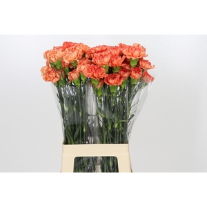 Dianthus St Kalimero