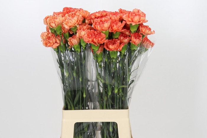 <h4>Dianthus St Kalimero</h4>