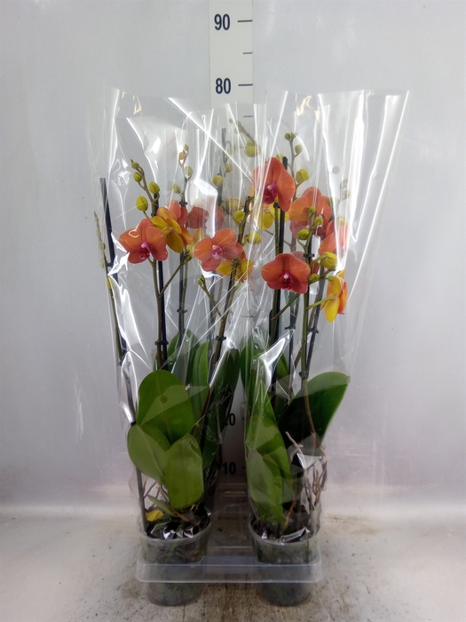 <h4>Phalaenopsis  'Surfsong'</h4>