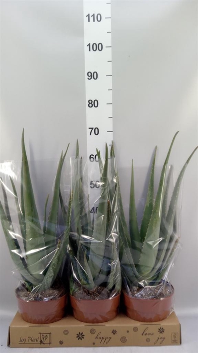 <h4>Aloe vera</h4>