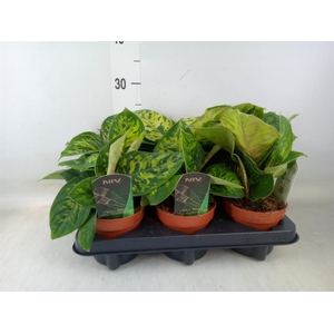 Homalomena wal. 'Camouflage'