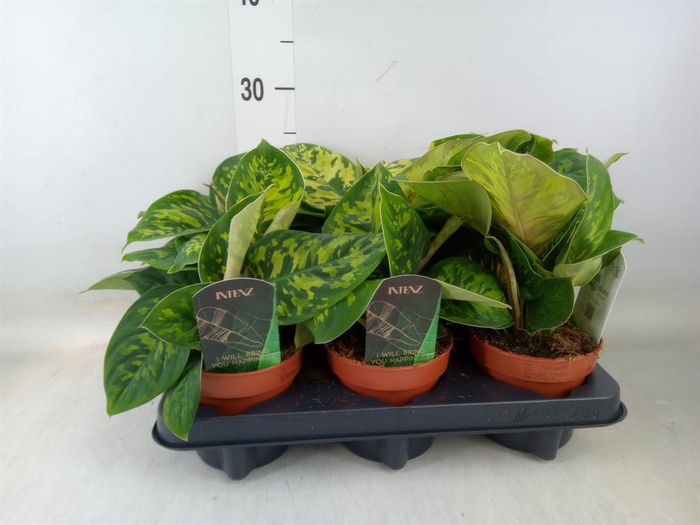 <h4>Homalomena wal. 'Camouflage'</h4>