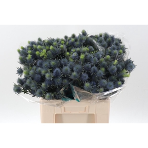 Eryn Supernova Qstar