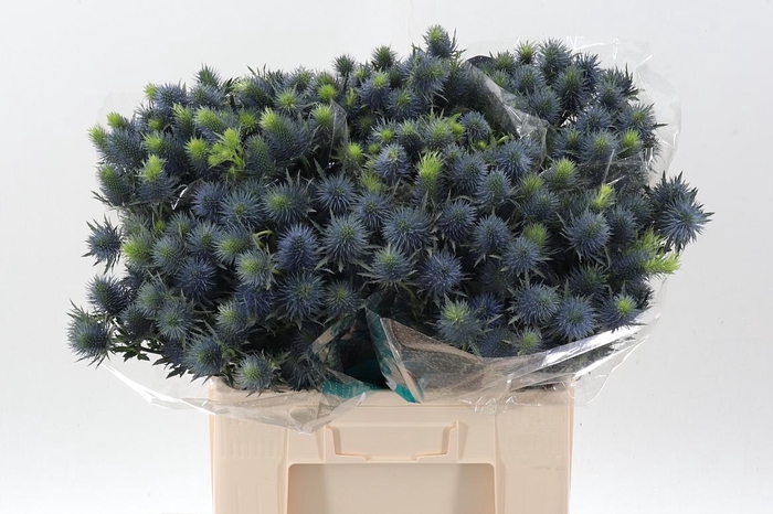 <h4>Eryn Supernova Qstar</h4>