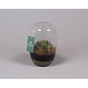 Green Bottle Isabella small met succulent