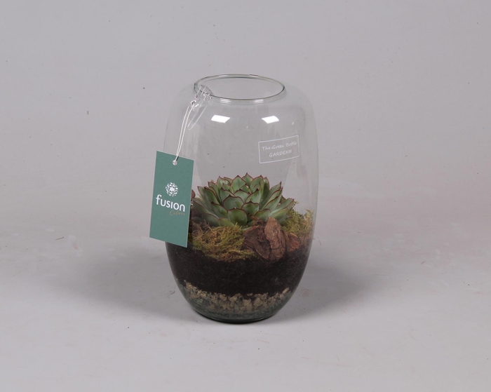 <h4>Green Bottle Isabella small met succulent</h4>