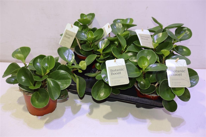 <h4>Pep Obt Green Gold</h4>