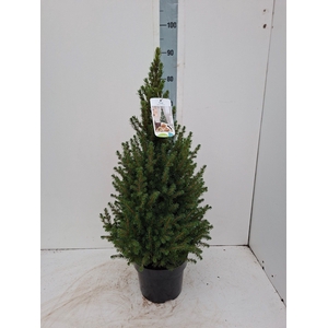 PICEA GL CONICA
