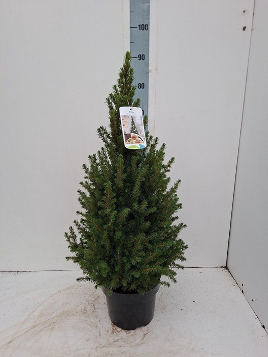 <h4>PICEA GL CONICA</h4>