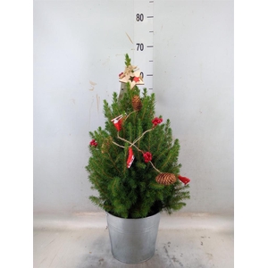 Picea glauca 'December'