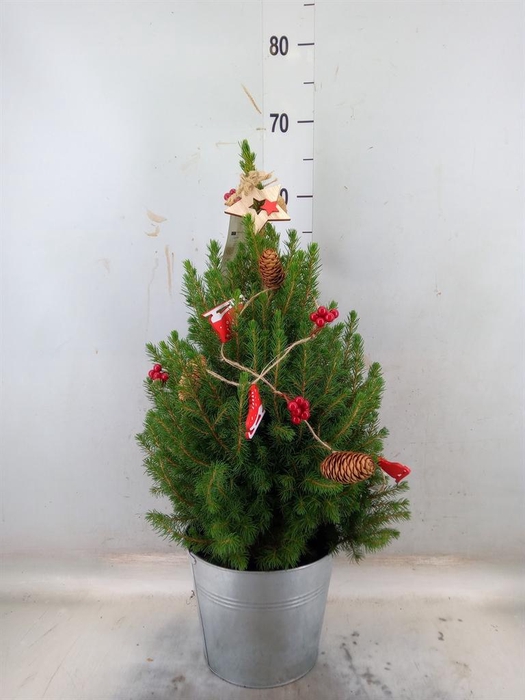 <h4>Picea glauca 'December'</h4>