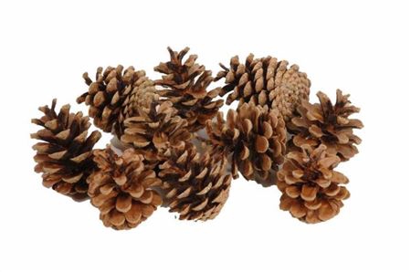 Deco Pinecone Oostenrijker 5kg Natural