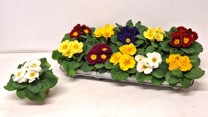 Prim Acaulis Gemengd