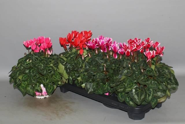 <h4>CYCL GR HALIOS FANT</h4>