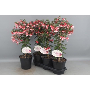 FUCHSIA OV