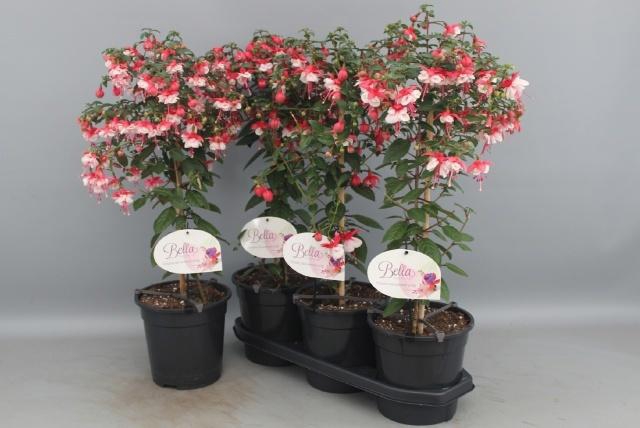 <h4>FUCHSIA OV</h4>