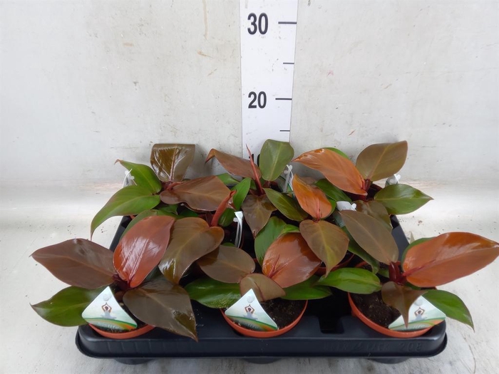 <h4>Philodendron ...</h4>