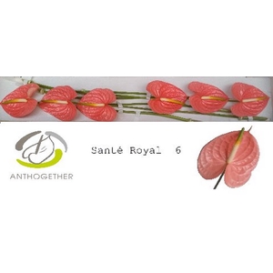 Anth A Sante Royal 13 cm X6 Oosterzon