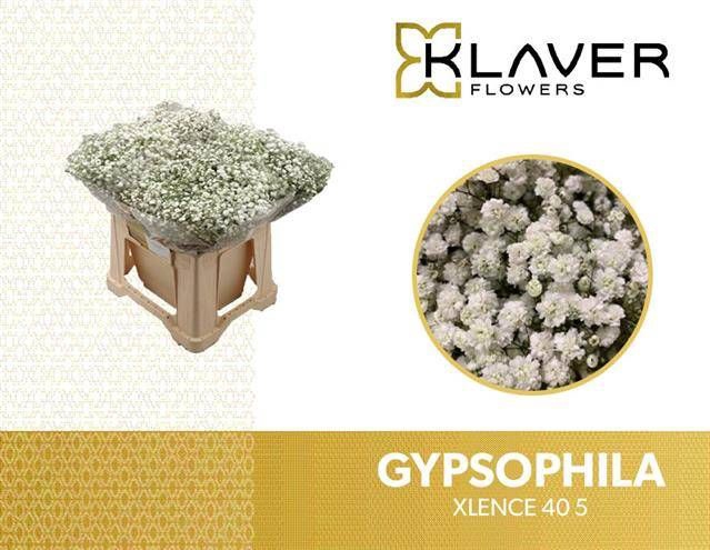 <h4>GYPS PA XLENCE</h4>