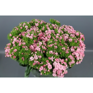Dianthus Br Am Earl