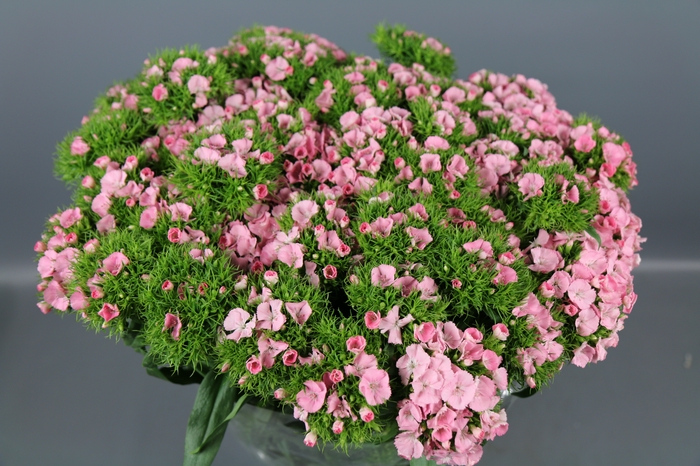 <h4>Dianthus Br Am Earl</h4>