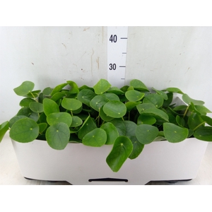 Pilea peperomoides
