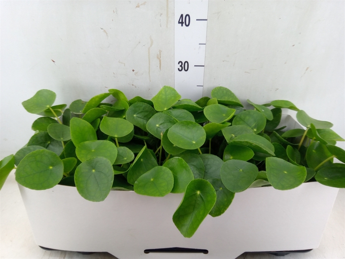 <h4>Pilea peperomoides</h4>