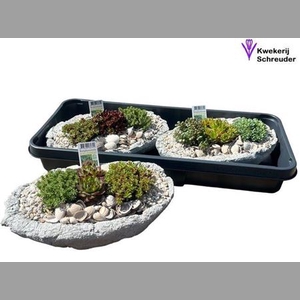 Arr Tuinplanten Beton Ovaal