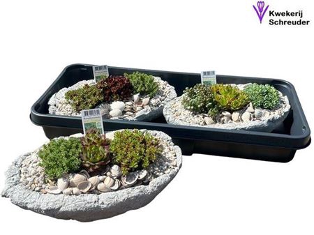 <h4>Arr Tuinplanten Beton Ovaal</h4>