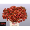 ROSA MANDARIN HIPHOP