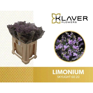 Limonium Skylight  Klaver