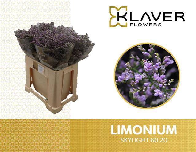 <h4>Limonium Skylight  Klaver</h4>
