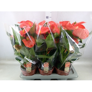 Anthurium andr. 'Sierra Orange'