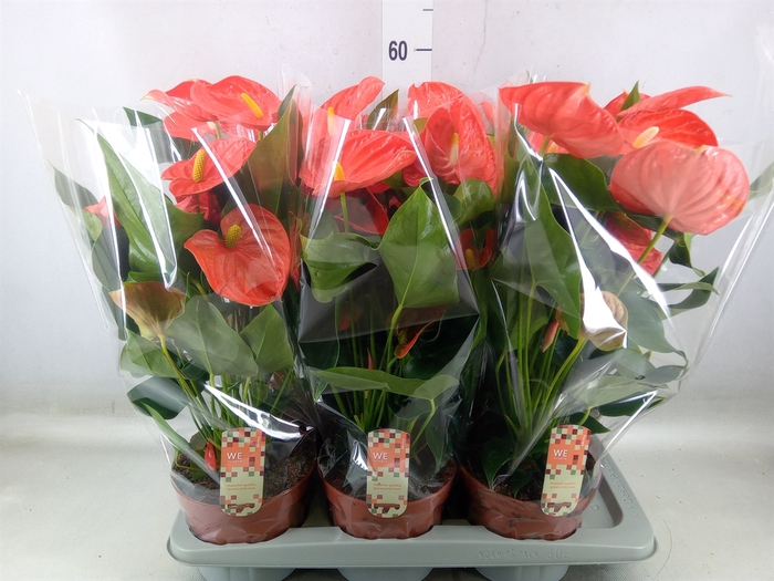 <h4>Anthurium andr. 'Sierra Orange'</h4>