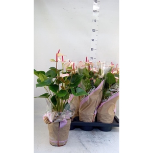 Anthurium  'Pr. Amalia Elegance'