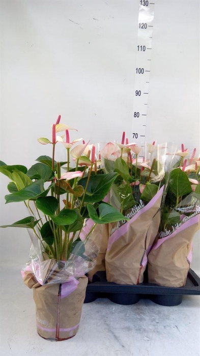 <h4>Anthurium  'Pr. Amalia Elegance'</h4>